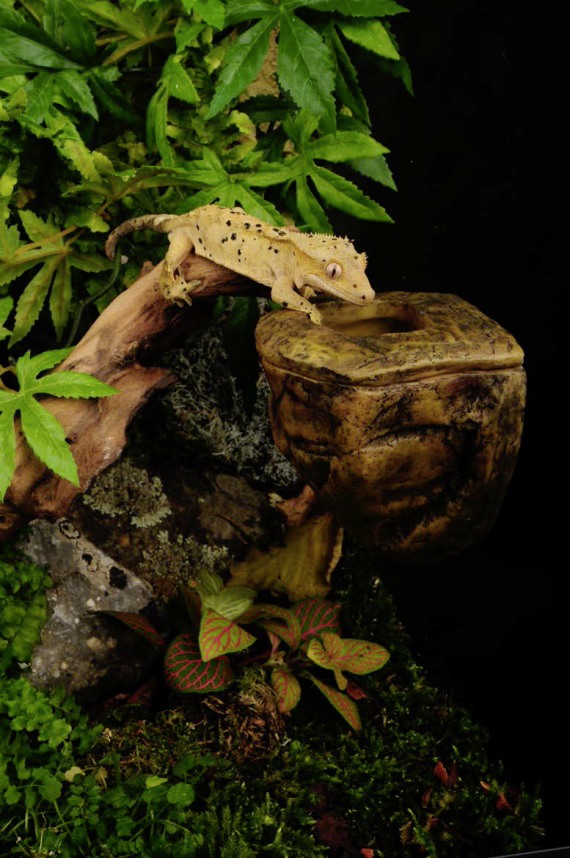Ex Hängender Wurmfutternapf HAGEN DEUTSCHLAND GMBH & CO KG Ex Hängender Wurmfutternapf Exo Terra